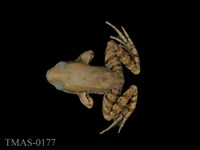 藏品(拉都希氏蛙)的圖片